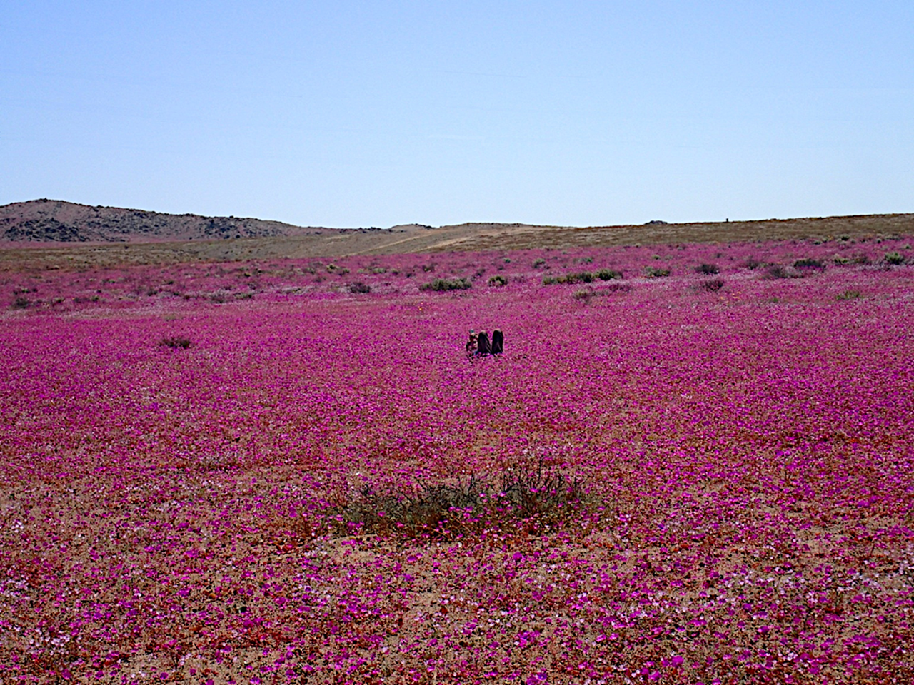 At the Plant Ecophysiology Lab at the James Cook University campus in Townsville, Australia, Joe Holtum and his collaborators explore how plants function in the dry, semi-arid and wet tropics.
Our speciality is the study of plants with a water-use efficient type of photosynthesis called crassulacean acid metabolism, or CAM. We do other stuff too.
