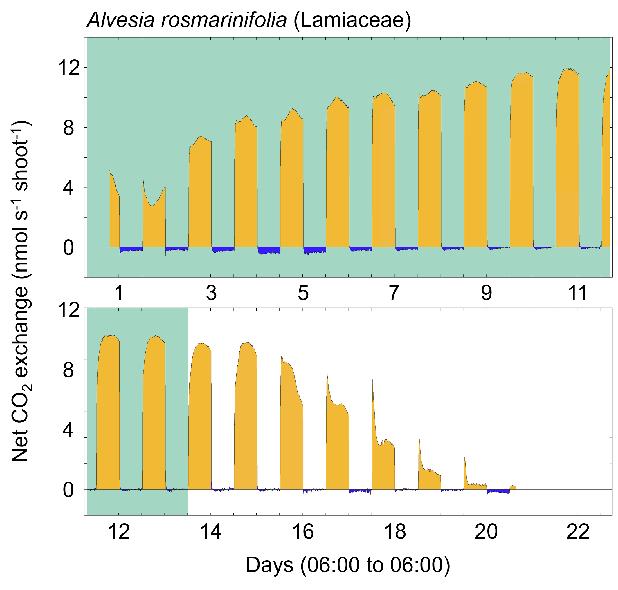 Twenty days of gas-exchange of Alvesia rosmarinifolia. Green background indicates well-watered, white background denotes no watering. CO2 exchange during the light is indicated in gold, CO2 exchange at night is indicated by blue. Pot was 11 cm in diameter. Chamber was 15 cm x 15 cm x 15 cm, flow rate was 2 L min-1, day and night dew points were 18 oC. 12 h day/12 h night temperatures were 26 and 20 oC respectively.