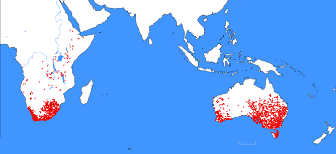 World distribution of Bulbine (GBIF 2024)
